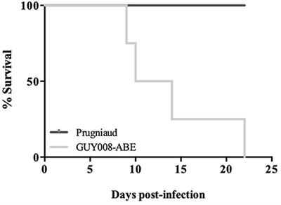 Toxoplasma Hypervirulence in the Rat Model Parallels Human Infection and Is Modulated by the Toxo1 Locus